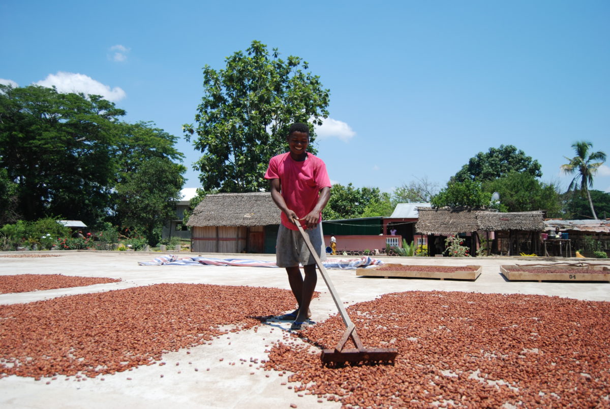 Farm worker in Madagascar rakes cocoa beans as they dry
