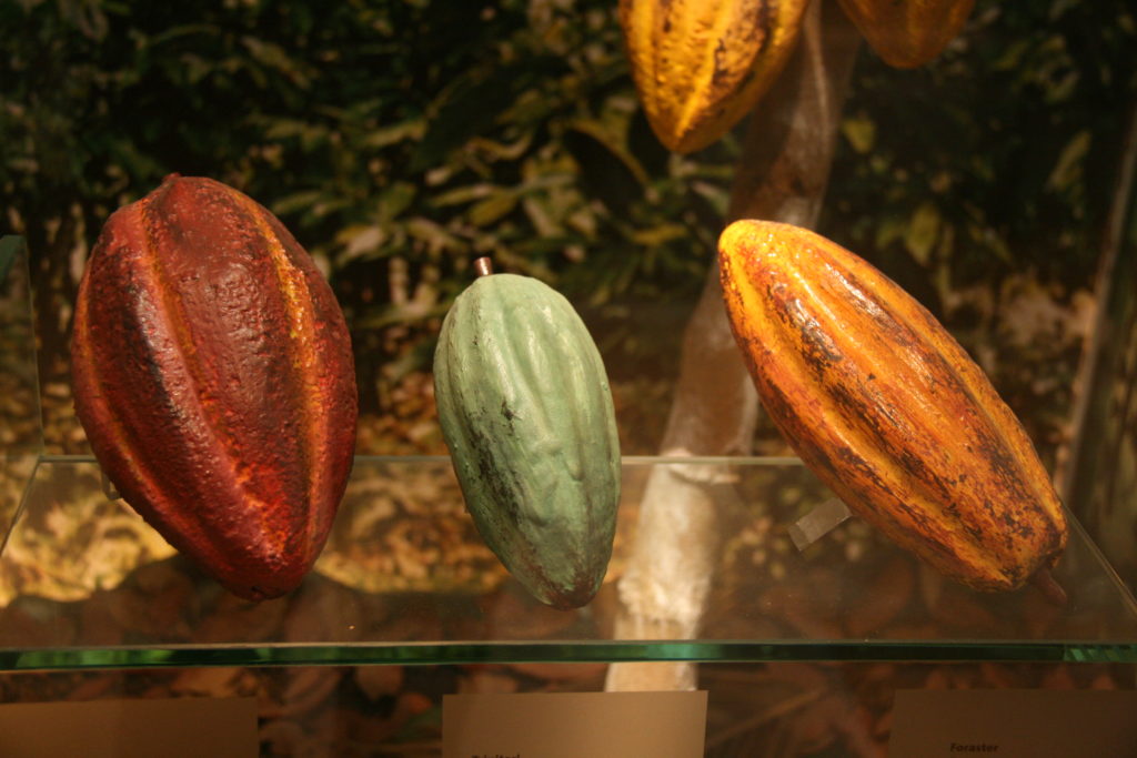 Organic Dried Theobroma Cacao Seeds Criollo Cocoa Bean Tree From Sri Lanka 