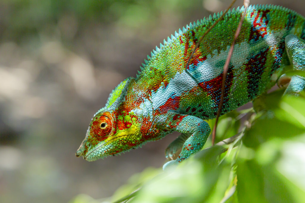 lizard from Madagascar