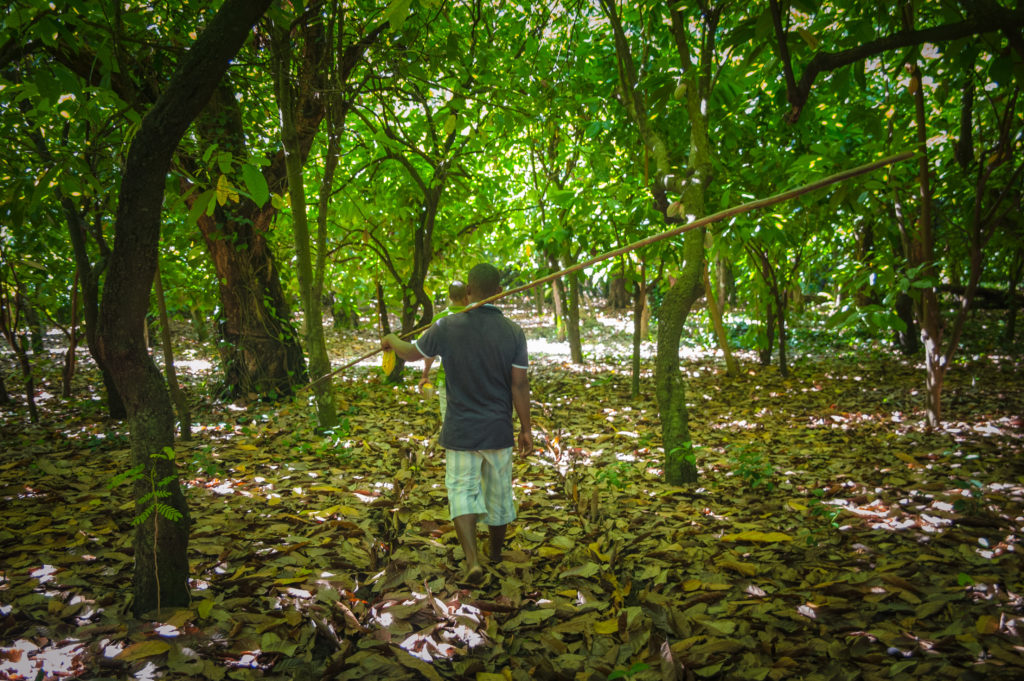 HarvestCacao pods in Ambanja region in Madagascar