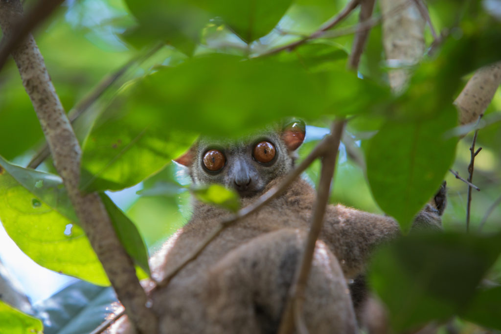 Gray Backed Lemur photo credit Beyond Good Chocolate
