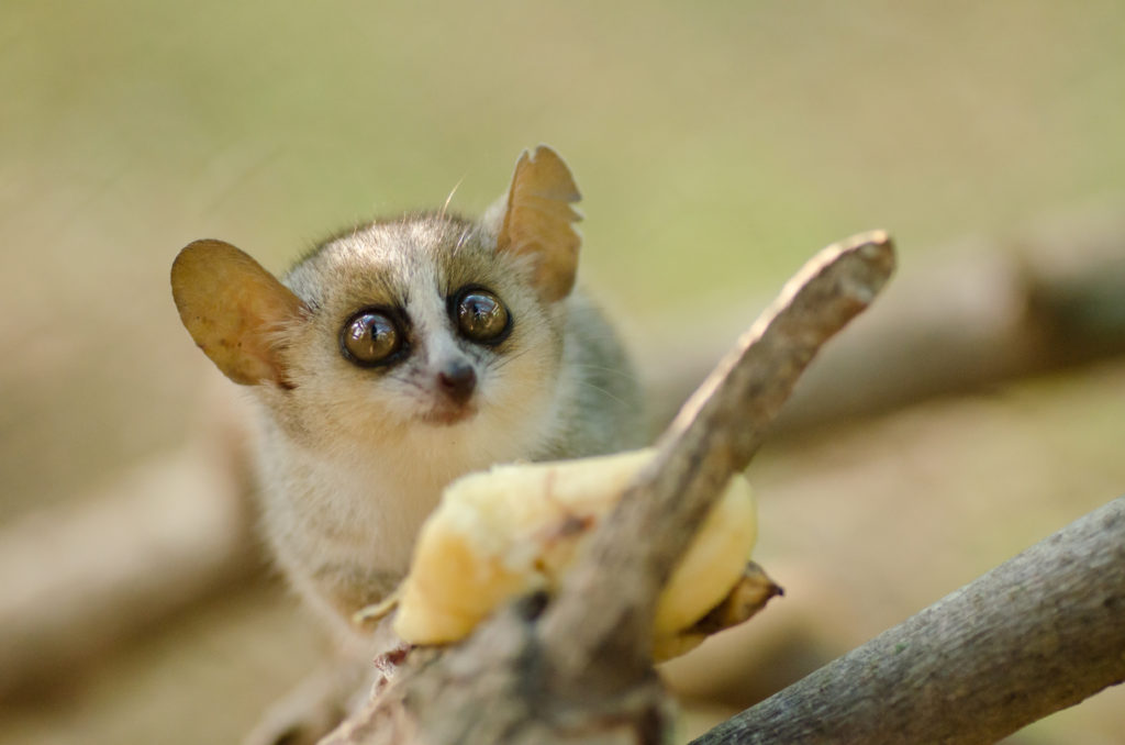 Mouse Lemur in Madagascar