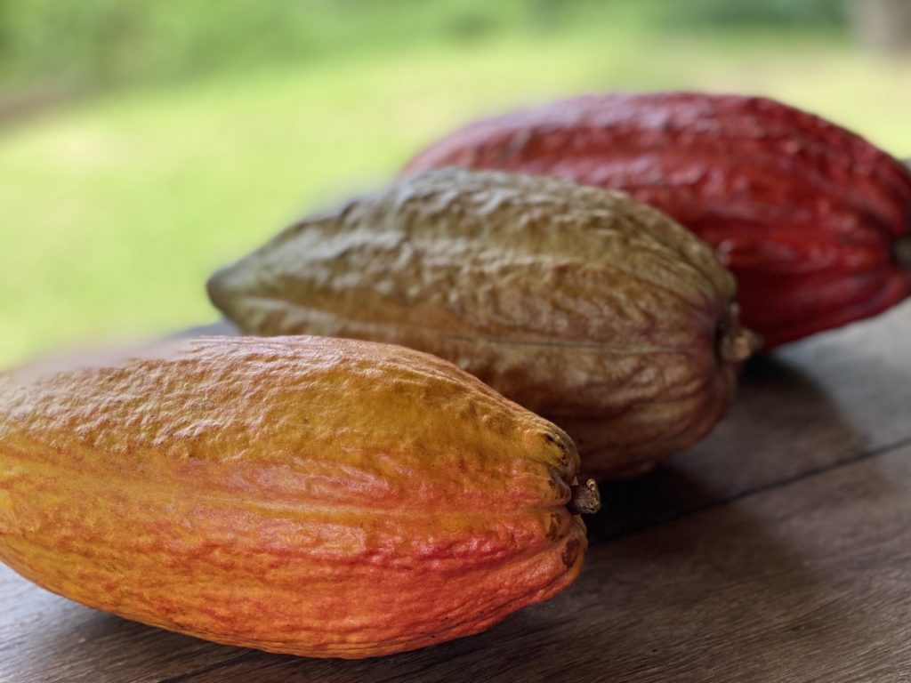 three cacao varieties in Brazil