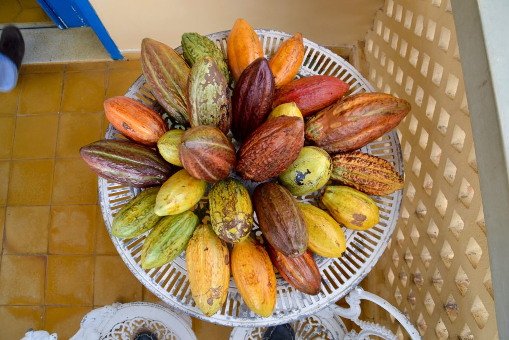 Cacao seed pods in Brazil