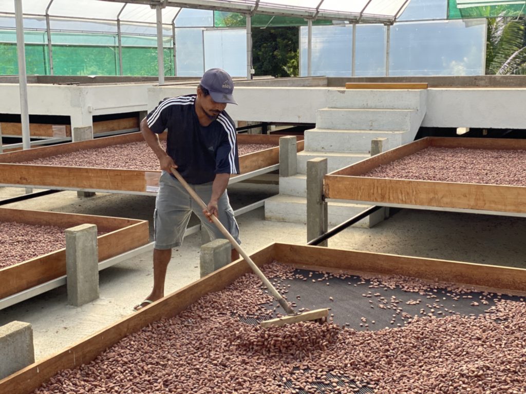 Cacao producer drying Cacao