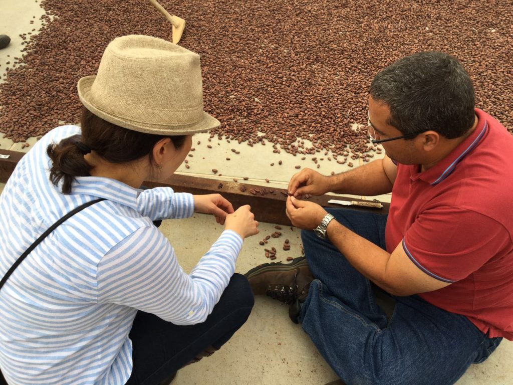 Checking the dried cacao seeds
