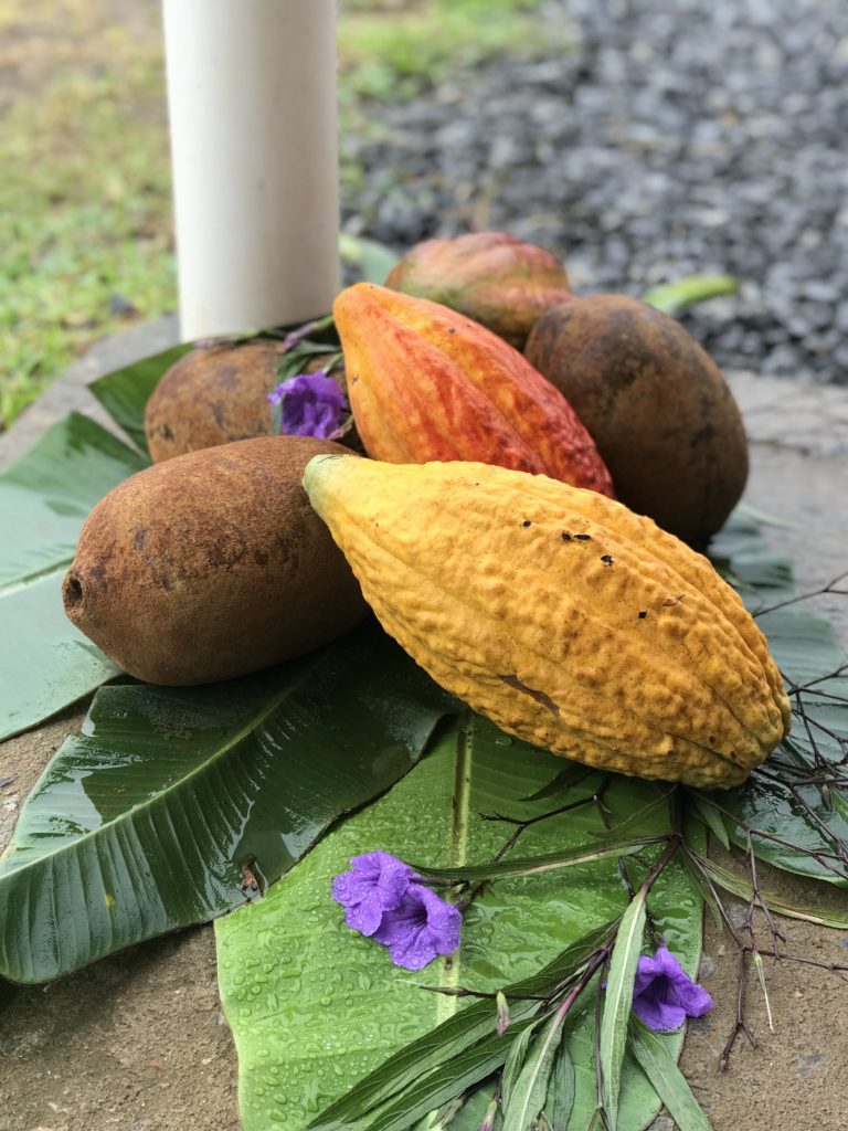 A variety of Cacao in Brazil