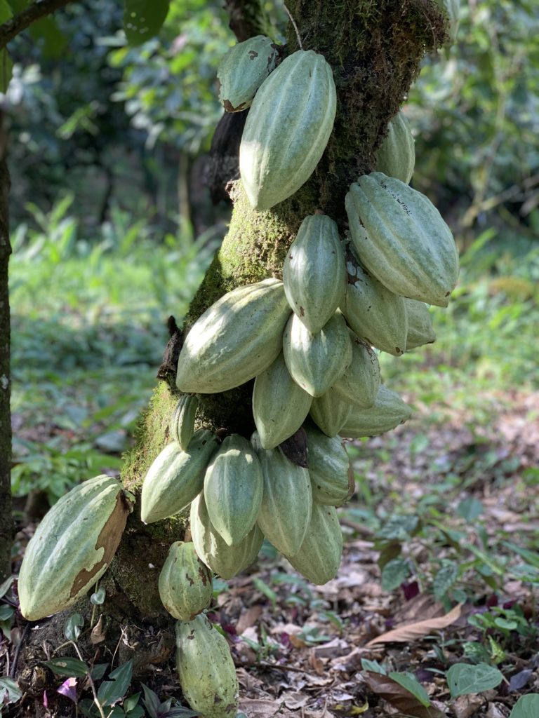 Cacao Trinit on the Tree in Brazil