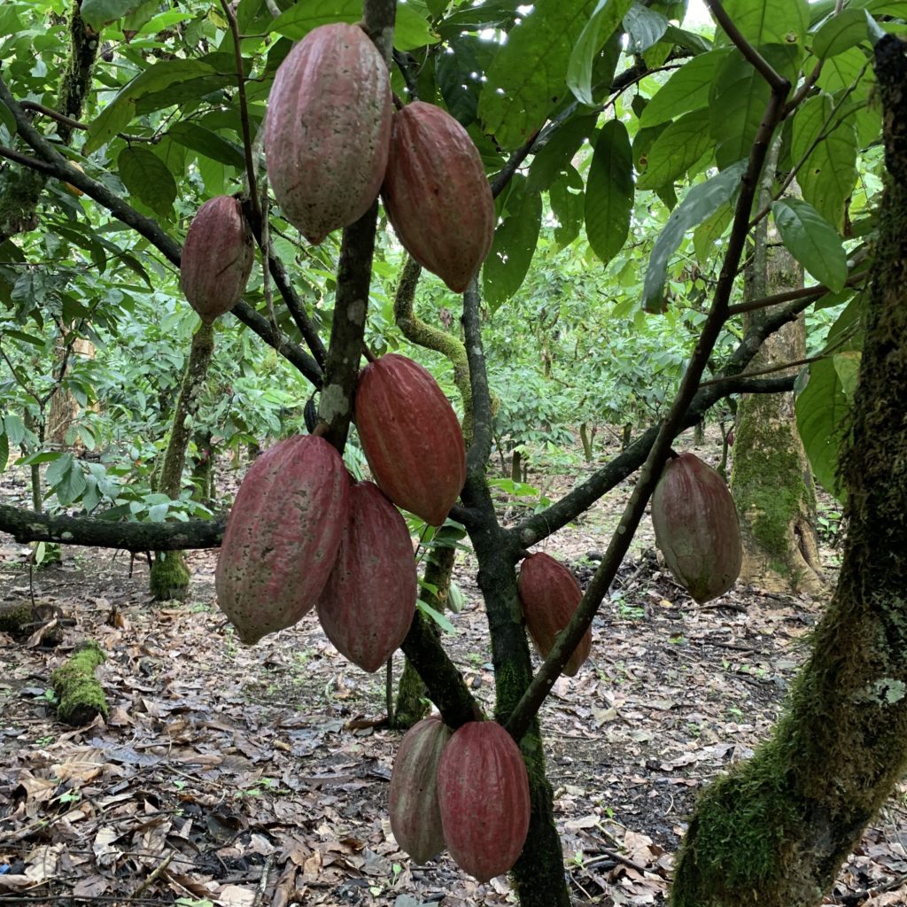 Cacao Clonado on the tree