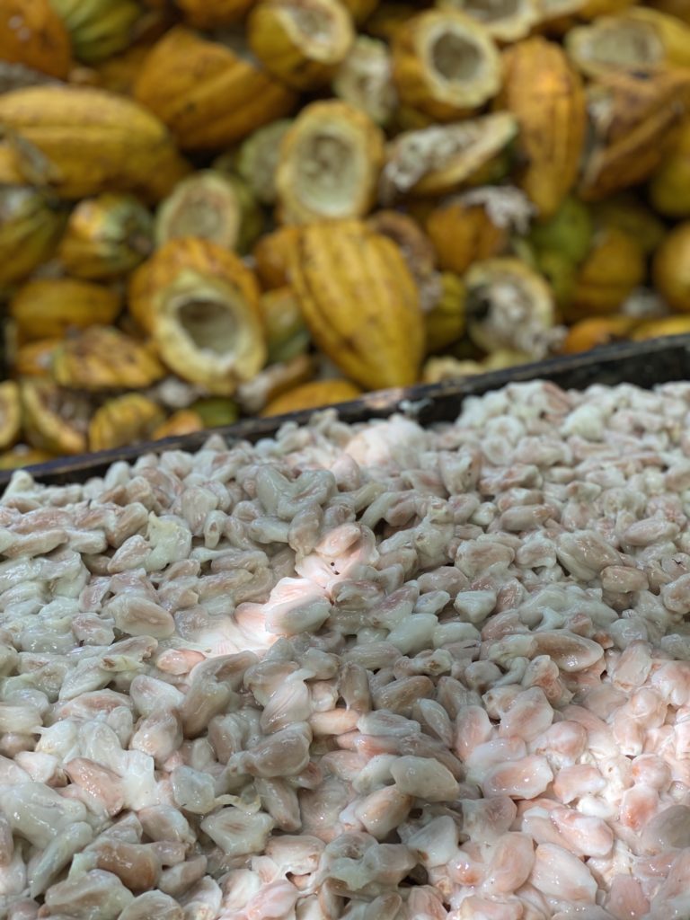 Cacao seeds separated from their pods