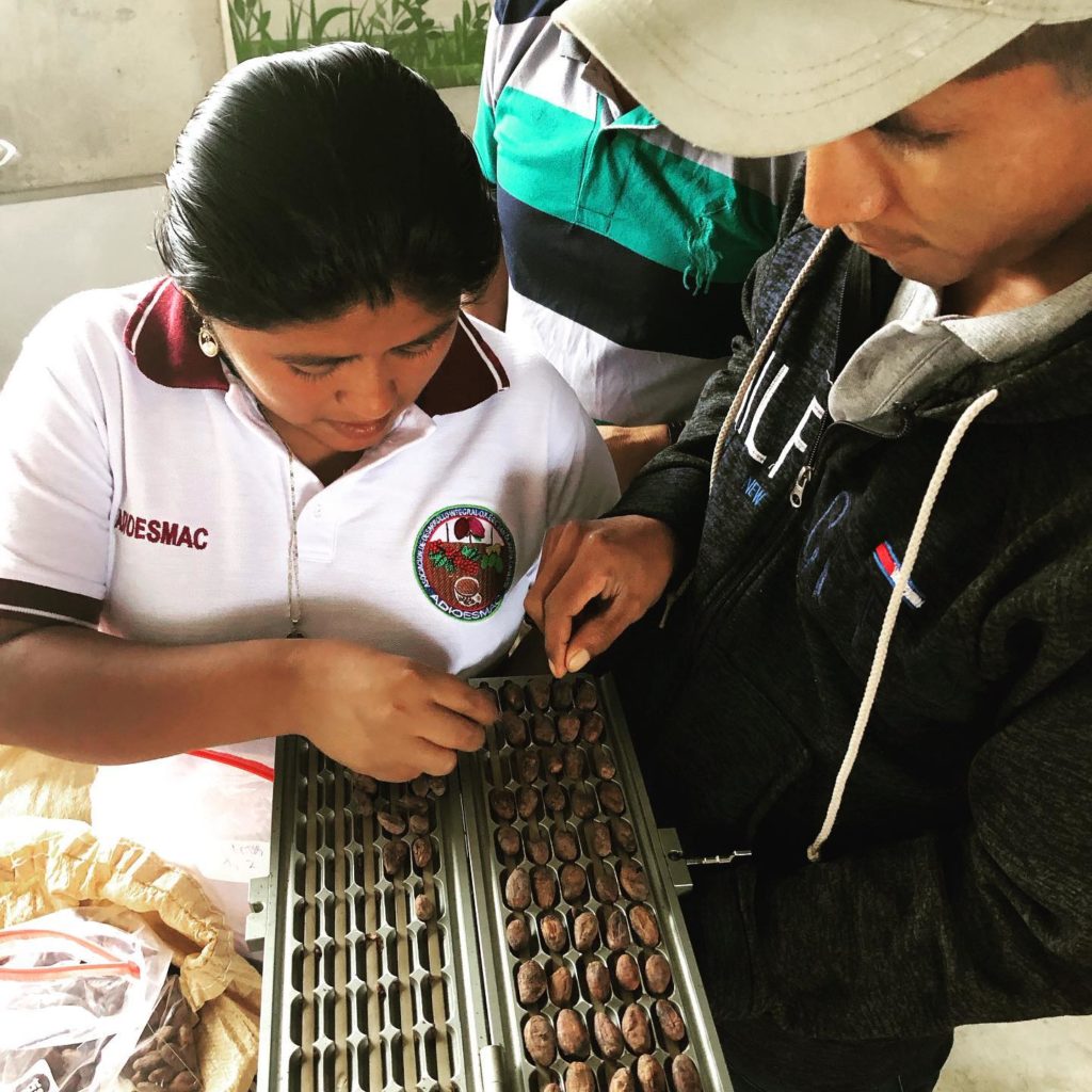 People organizing cacao seeds in ADIOESMAC