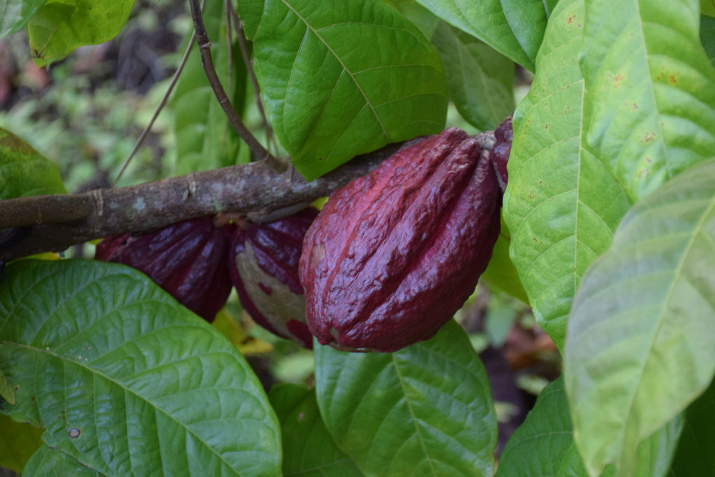 The “Indio Rojo,” a hybrid variety ar Cacao Fino de Guatemala S.A.