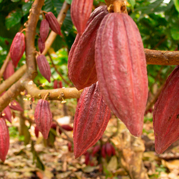 Cacao at Grupo Kampura